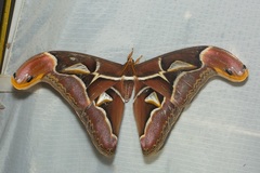 Archaeoattacus malayanus