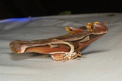 Archaeoattacus malayanus