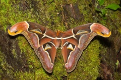 Archaeoattacus malayanus