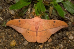 Cricula trifenestrata