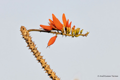 Erythrina variegata