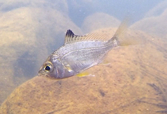 Gerres subfasciatus
