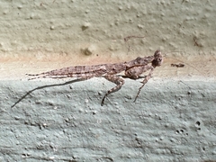 Tarachodinae