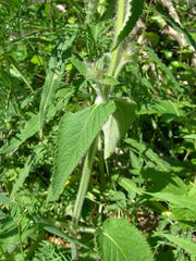 Stachys balansae