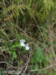 Nemesia macrocarpa
