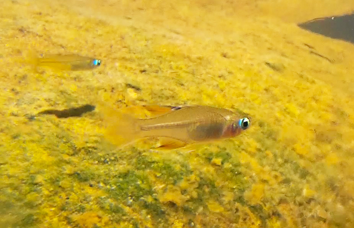 Poisson arc-en-ciel porte-drapeau (Pacific Blue-eye) (Pseudomugil signifer)