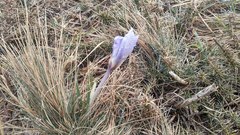 Crocus carpetanus