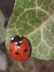 Coccinella septempunctata