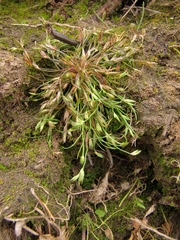 Juncus ranarius