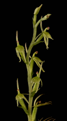 Acianthus amplexicaulis