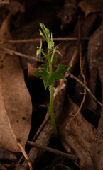 Acianthus amplexicaulis