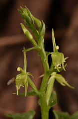 Acianthus amplexicaulis