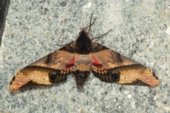 Amplypterus panopus