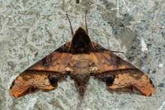 Amplypterus panopus