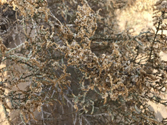 Hammada elegans