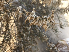 Hammada elegans
