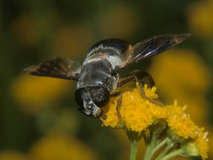 Senaspis haemorrhoa