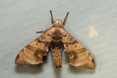 Daphnusa ocellaris
