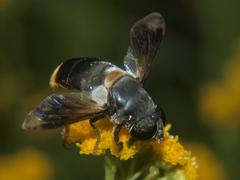 Senaspis haemorrhoa
