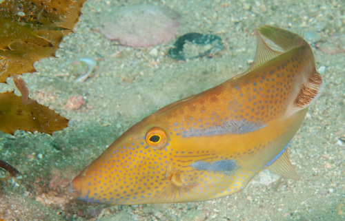 Toothbrush leatherjacket (Acanthaluteres vittiger) — Monacanthidae — 5