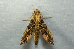Eupanacra