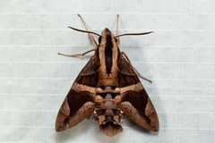 Macroglossum mitchellii
