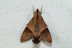 Macroglossum hemichroma