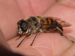 Phytomia incisa