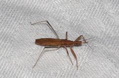 Sastrapada australica