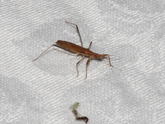 Sastrapada australica