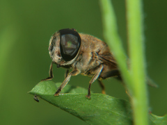 Phytomia incisa