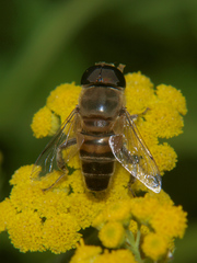 Phytomia incisa