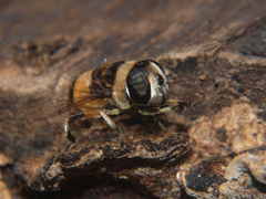 Phytomia natalensis