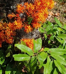 Ixora chinensis