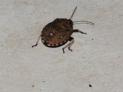 Platycoris bipunctatus