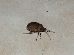 Platycoris bipunctatus