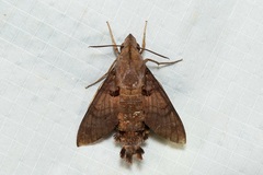 Macroglossum corythus