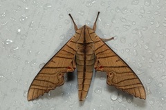 Marumba tigrina