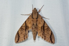 Cerberonoton rubescens