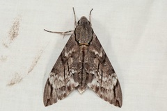 Psilogramma discistriga