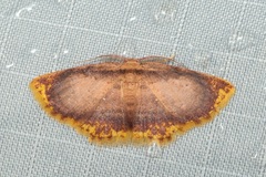 Chrysocraspeda comptaria