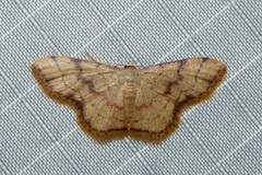 Idaea craspedota