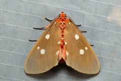 Tinolius eburneigutta