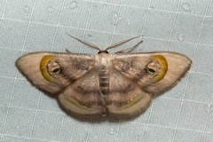 Problepsis achlyobathra