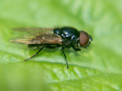 Cheilosia impressa
