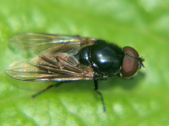 Cheilosia impressa