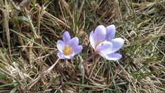 Crocus carpetanus