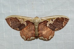 Zythos turbata