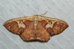 Zythos avellanea