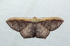 Zythos strigata